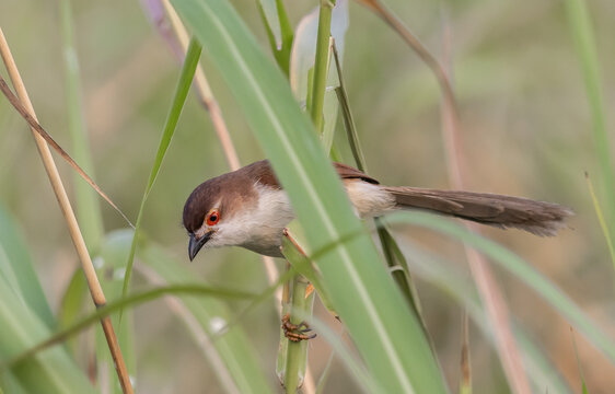Yellow-eyed Babbler It is a small bird in the Paradoxornithidae family. 