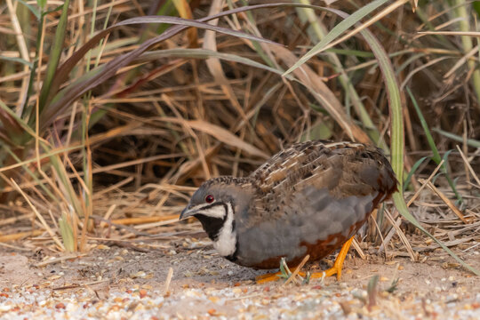 Blue-breasted Quail male standing in natural habitat, Kra Siao Dam, Suphan Buri, Thailand.