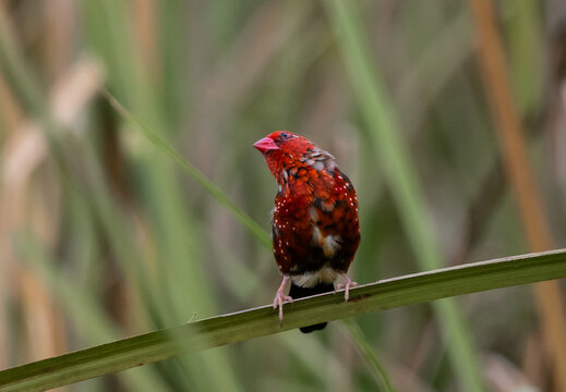 Red Avadavat ,Strawberry Finch Because it has a strawberry-like color during the breeding season.