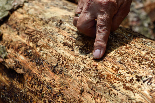 Spotting bark beetle larva and galleries on pine tree bark in Chocholowska Valley, Poland