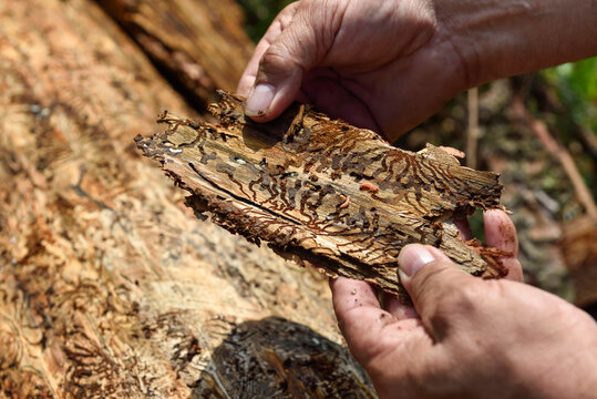 Examining bark beetle larvae and galleries on pine tree bark in the Podhale region of Poland