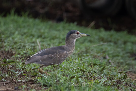 Black-crowned Night Heron in Pathum Thani Rice Research Center, Herons of Pathum Thani, Wading Birds in Thai Wetlands, Birds of Thailand, Rice Paddy Wildlife