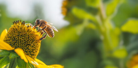 Macro photo of a honey bee collecting nectar on a yellow coneflower in a summer garden. Natural pollination, vibrant flower, soft green bokeh and authentic wildlife in sunlight. © Vera Kuttelvaserova