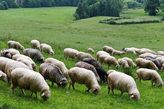 Flock of sheep grazing on grass in the fields near Zakopane in the Tatra Mountains of Poland