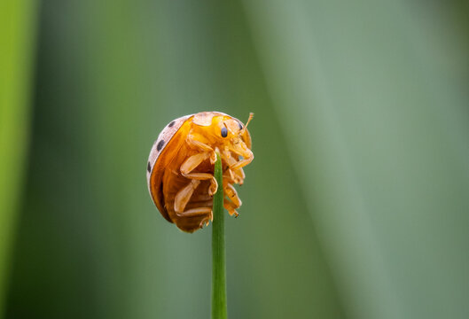 Ladybug The name comes from the rounded shape of the body and the fact that when the wings are folded together, it resembles the back of a turtle.