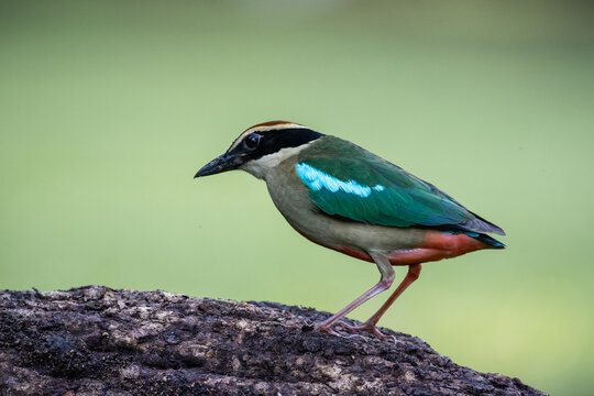 Fairy Pitta Passage Migrant in Spring and/or Autumn in Thailand is likely to become extinct, rare (due to behavior) or very few in suitable habitats.