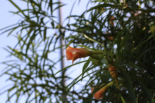 Peach Yellow Oleander, Cascabela thevetia 'Peach', Apocynaceae