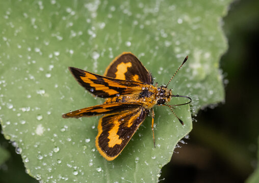 Hesperiidae It is another small butterfly that likes to live in the grass in the garden.