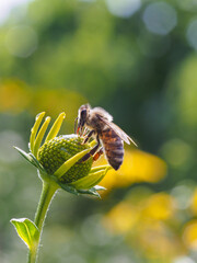 Macro photo of a honey bee collecting nectar on a yellow coneflower in a summer garden. Natural pollination, vibrant flower, soft green bokeh and authentic wildlife in sunlight. © Vera Kuttelvaserova