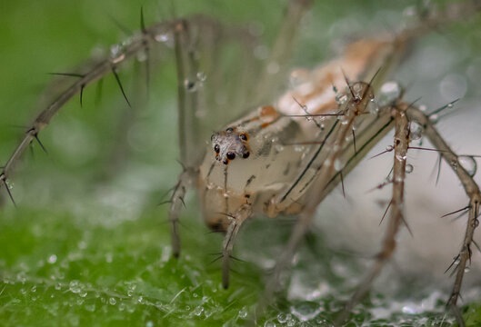 Java lynx spider Other names used include the wild cat spider, hexagon-eyed spider, or Javan hexagon-eyed spider.