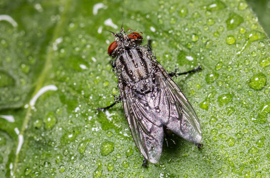 Flesh-fly It is an insect in the Diptera family that looks similar to a housefly.