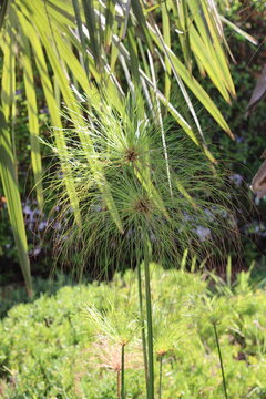 Papyrus Sedge, Paper Reed, Cyperus papyrus, Cyperaceae
