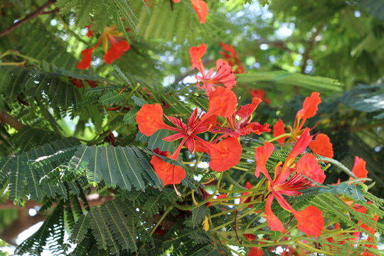 Royal Poinciana, Flamboyant, Delonix regia, Fabaceae