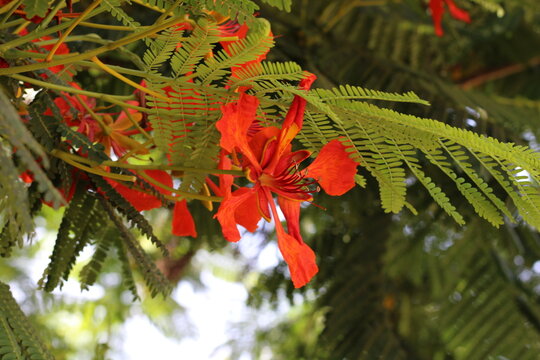 Royal Poinciana, Flamboyant, Delonix regia, Fabaceae
