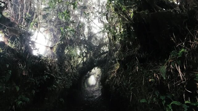 Mossy Cloud Forest Canopy in Ecuador with Dark Tree Trunks, Epiphytes, Mist, Dense Green Vegetation and Andean Amazon Biodiversity