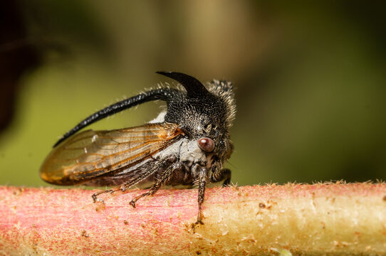 Strange treehopper macro close up shot.