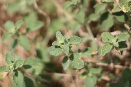 White Horehound, Marrubium vulgare, Lamiaceae