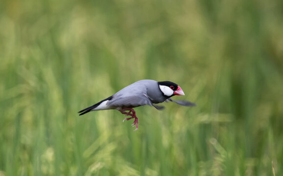 Java sparrow They live in rice fields and usually live in flocks. They were originally native to Java and Bali. They were later introduced to Thailand to be raised as ornamental birds.