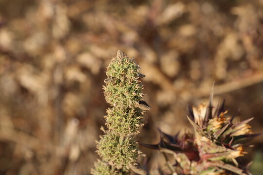White Horehound, Marrubium vulgare, Lamiaceae
