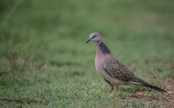 Spotted Dove (Spilopelia chinensis) standing on green grass field in Pathum Thani Rice Research Center, Thailand.
