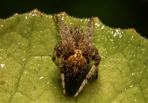 Cross spider in garden macro close up shot.