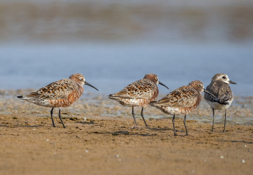 Breeding Plumage Beauty Curlew Sandpiper and Sand Plover in Golden Light.