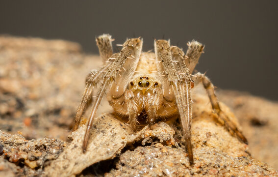 Cross spider in garden macro close up shot.