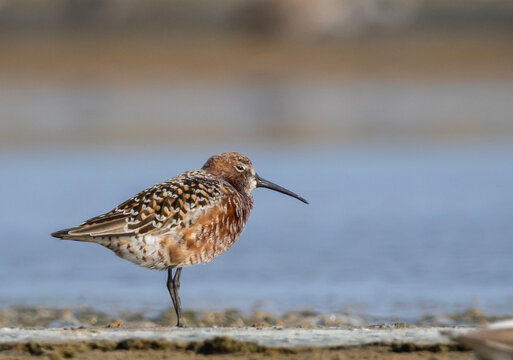 Breeding Plumage Beauty Curlew Sandpiper and Sand Plover in Golden Light.