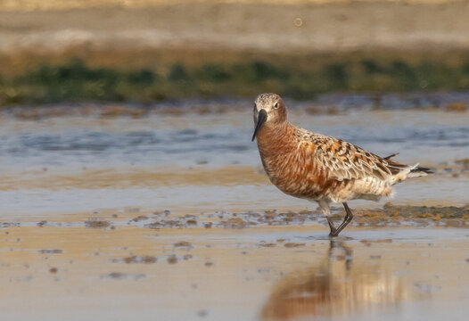 Breeding Plumage Beauty Curlew Sandpiper and Sand Plover in Golden Light.