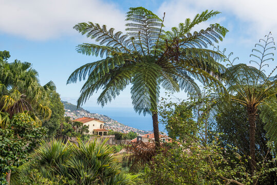 Tree ferns grow in tropical garden overlooking the ocean in Madeira
