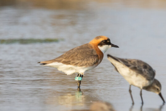 A beautiful lesser sand plover standing on the wet sand near the water during breeding season.