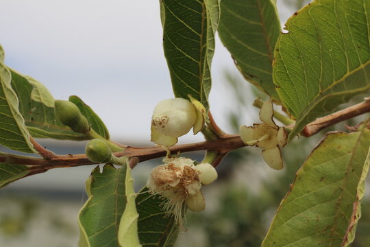 Apple Guava, Yellow Guava, Psidium guajava, Myrtaceae