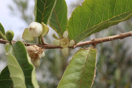 Apple Guava, Yellow Guava, Psidium guajava, Myrtaceae