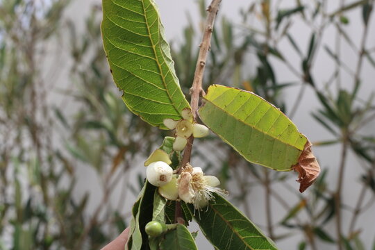 Apple Guava, Yellow Guava, Psidium guajava, Myrtaceae