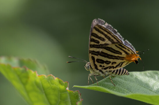 Club Silverline (Spindasis syama) Silver striped butterfly It is a butterfly in the blue butterfly family. It is small, when viewed on the flower, about the size of a thumb nail.