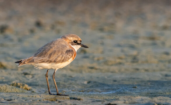 A beautiful lesser sand plover standing on the wet sand near the water during breeding season.