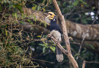 Oriental Pied Hornbill (Anthracoceros albirostris) perched on a tree branch in Khao Yai National Park, Thailand. © photonewman