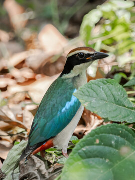Fairy Pitta (Pitta nympha) foraging on dry leaf litter in its natural forest habitat.