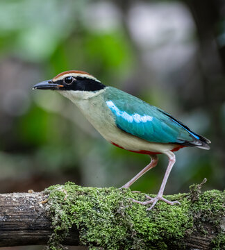 A Vibrant Blue-winged Pitta in the Rainforest.
