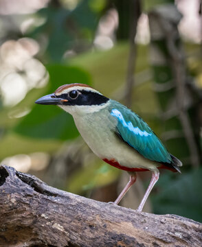A Vibrant Blue-winged Pitta in the Rainforest.