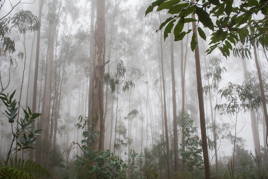Eucalyptus trees rise in thick mist on Rabaal plateau in Madeira, showcasing nature's quiet beauty in a unique setting