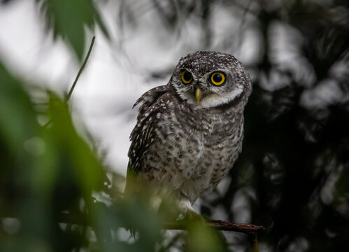 Spotted owlet (Athene brama) on the branch tree Animal portrait.