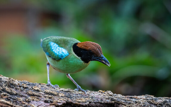 Close-up of a colorful Hooded Pitta bird perching on a log in the wild jungle of Asia.