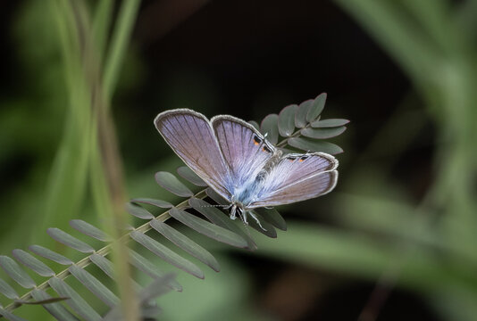 The Peablue Lampides boeticus  (Linnaeus,1767) on the green leaf macro shot.