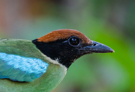 Close-up of a colorful Hooded Pitta bird perching on a log in the wild jungle of Asia.