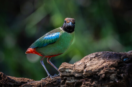Close-up of a colorful Hooded Pitta bird perching on a log in the wild jungle of Asia.