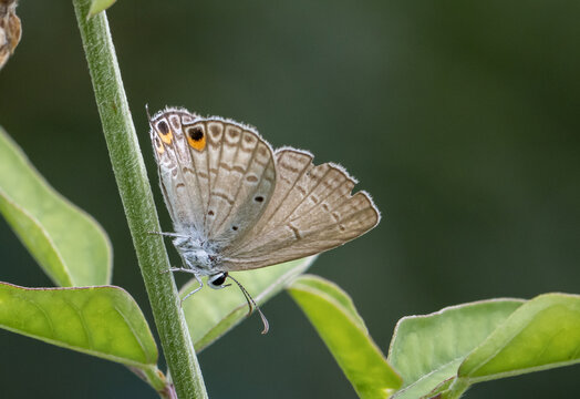The Peablue Lampides boeticus  (Linnaeus,1767) on the green leaf macro shot.