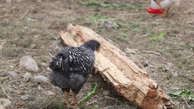 Young Barred Rock chick eating fresh lettuce in a backyard chicken run