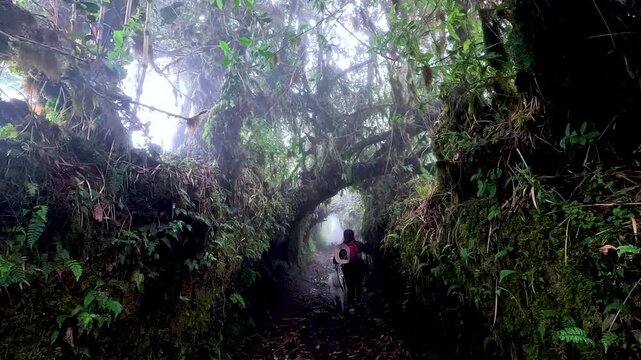 Hiker Walking Through Mossy Cloud Forest Trail in Ecuador, Dense Vegetation, Dark Jungle Path and Remote Ecotourism Adventure Scene