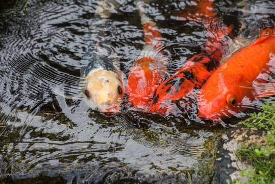 Koi fish swimming in a pond at Quinta das Palmeiras in Porto Santo Island, Madeira
